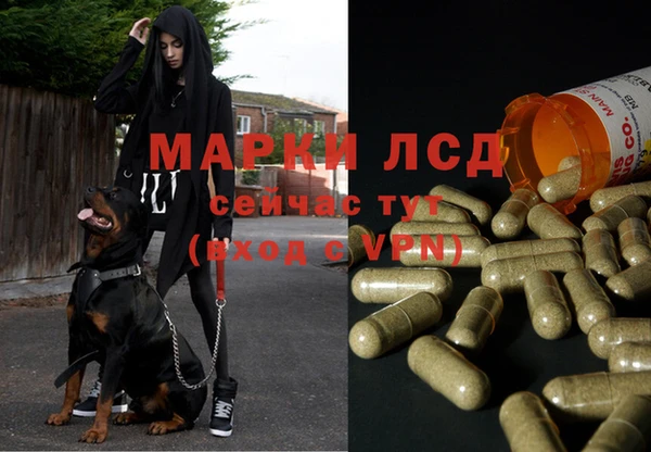 сатива Абинск